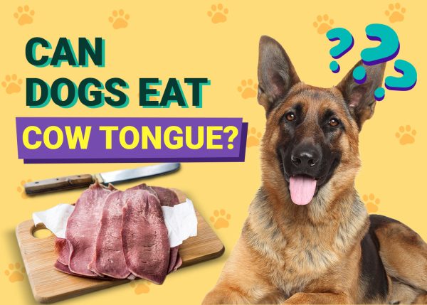 Can Dogs Eat Cow Tongues