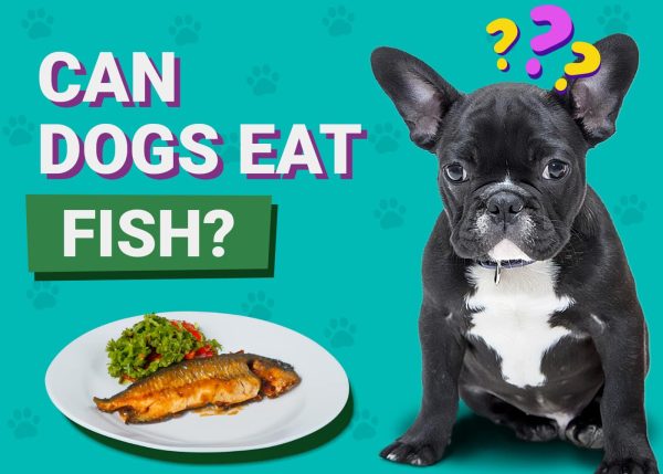 Can Dogs Eat Fish