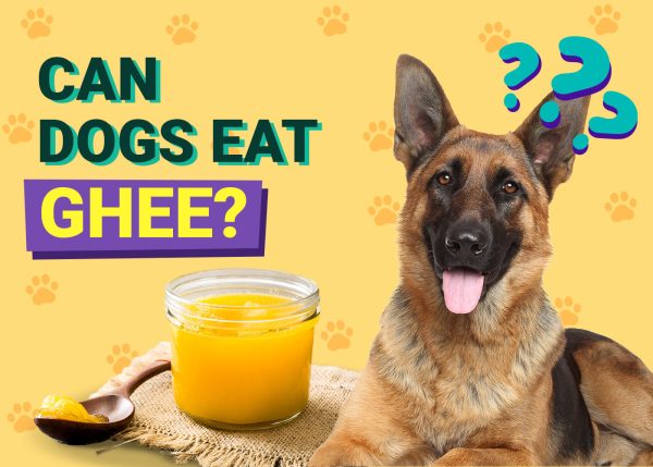 Can Dogs Eat Ghee