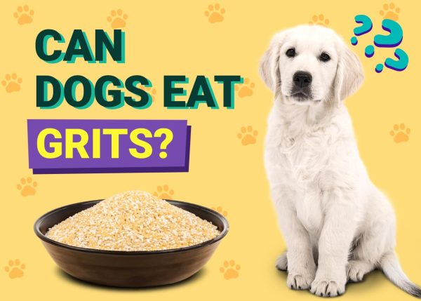 Can Dogs Eat Grits