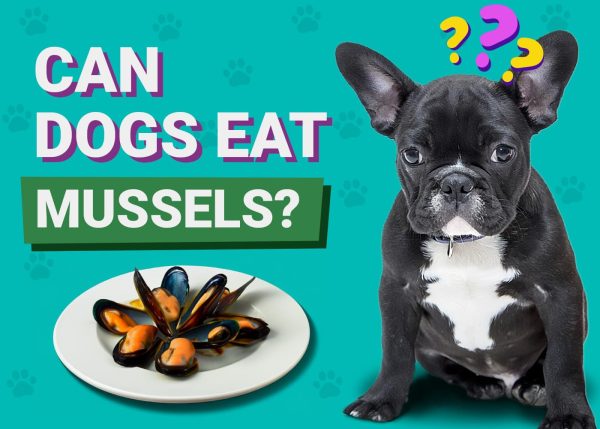 Can Dogs Eat Mussels