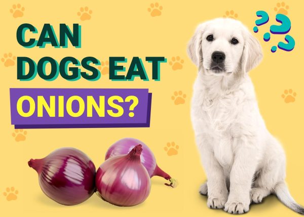 Can Dogs Eat Onions