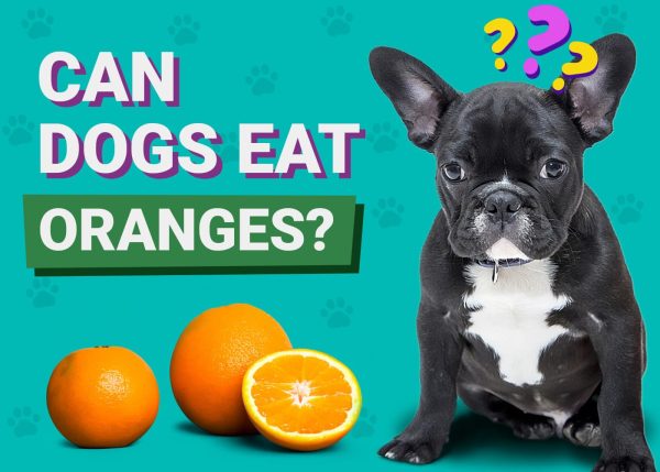 Can Dogs Eat Oranges