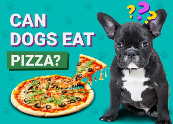 Can Dogs Eat Pizza