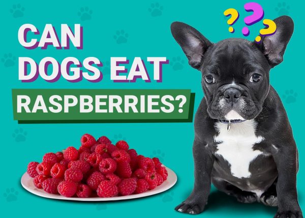 Can Dogs Eat Raspberries