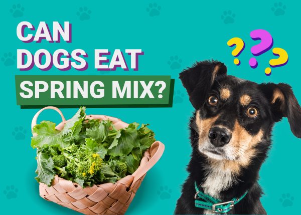 Can Dogs Eat Spring Mix