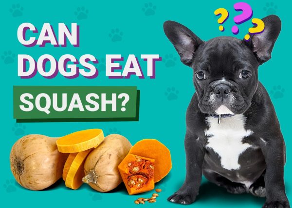 Can Dogs Eat Squash