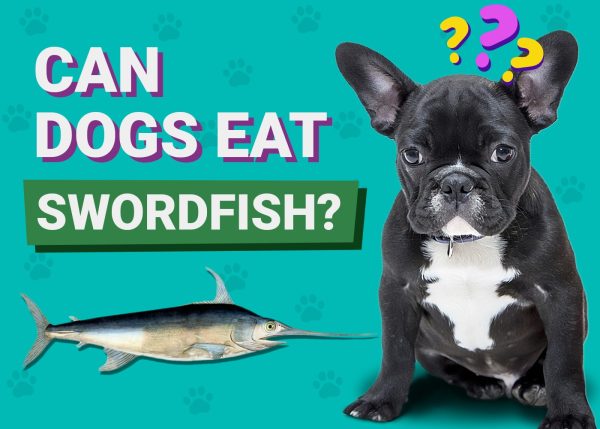 Can Dogs Eat Swordfish