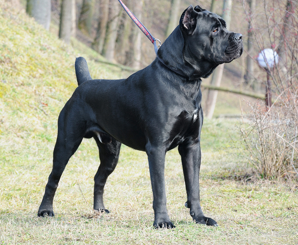 cane corso with tail docked