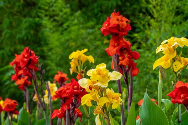 canna lilies