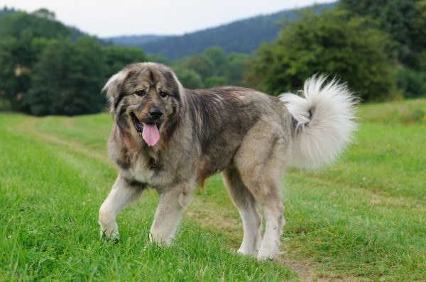 Caucasian shepherd dog