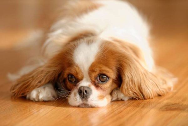 Cavalier King Charles Spaniel Blenheim dog