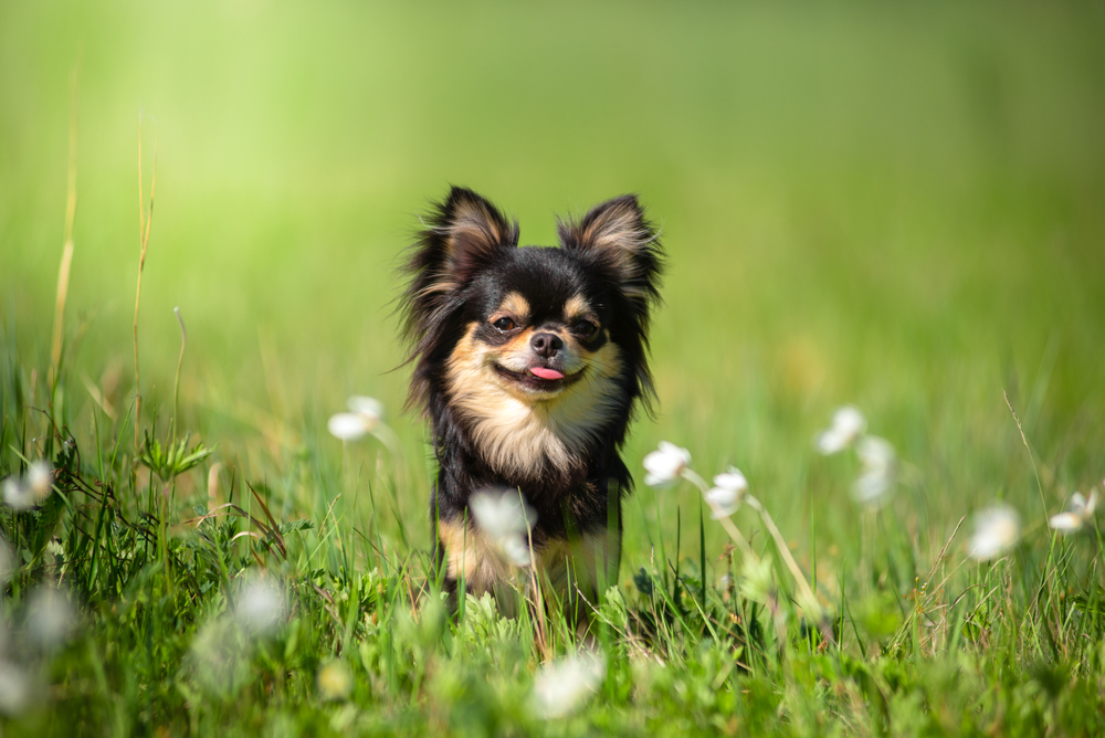 Chihuahua dog in a Sunny clearing