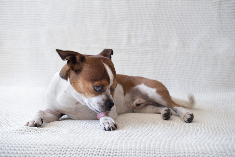 chihuahua dog licking its paw