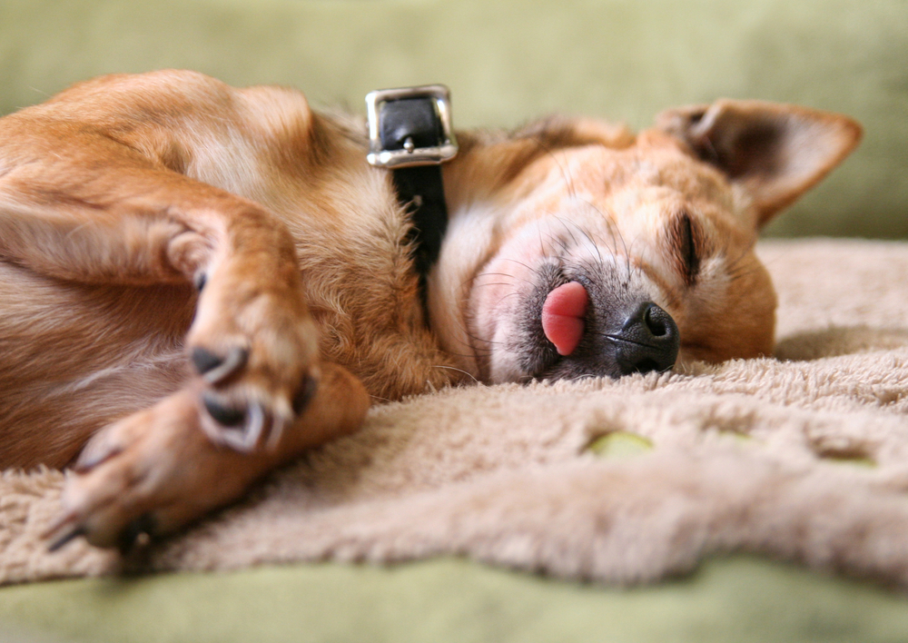 chihuahua dog sleeping with tongue out