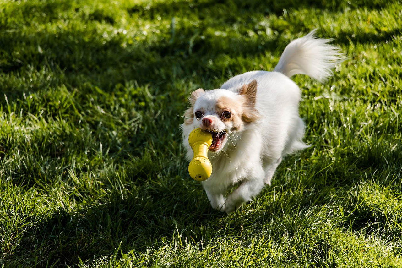 chihuahua running outdoors with a toy in its mouth