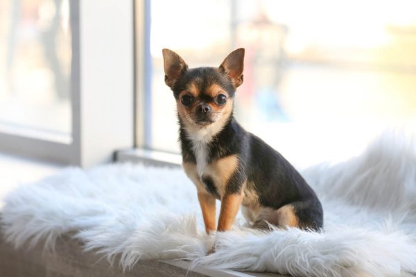 chihuahua sitting on wool rug