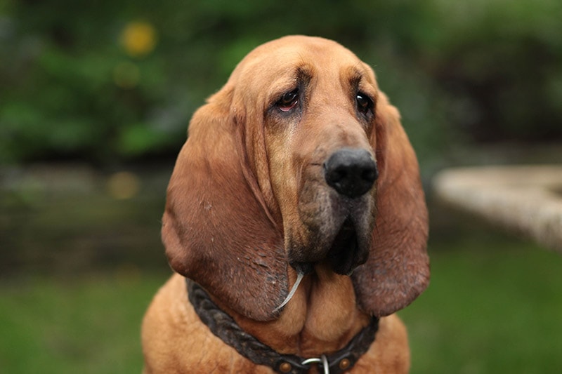 close up bloodhound in the garden