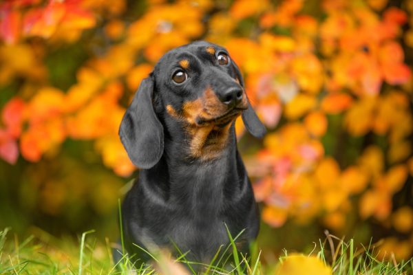 close up of a black and tan dachshund dog