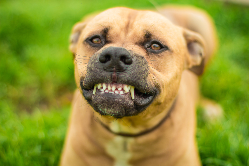 close up of dog grinding its teeth