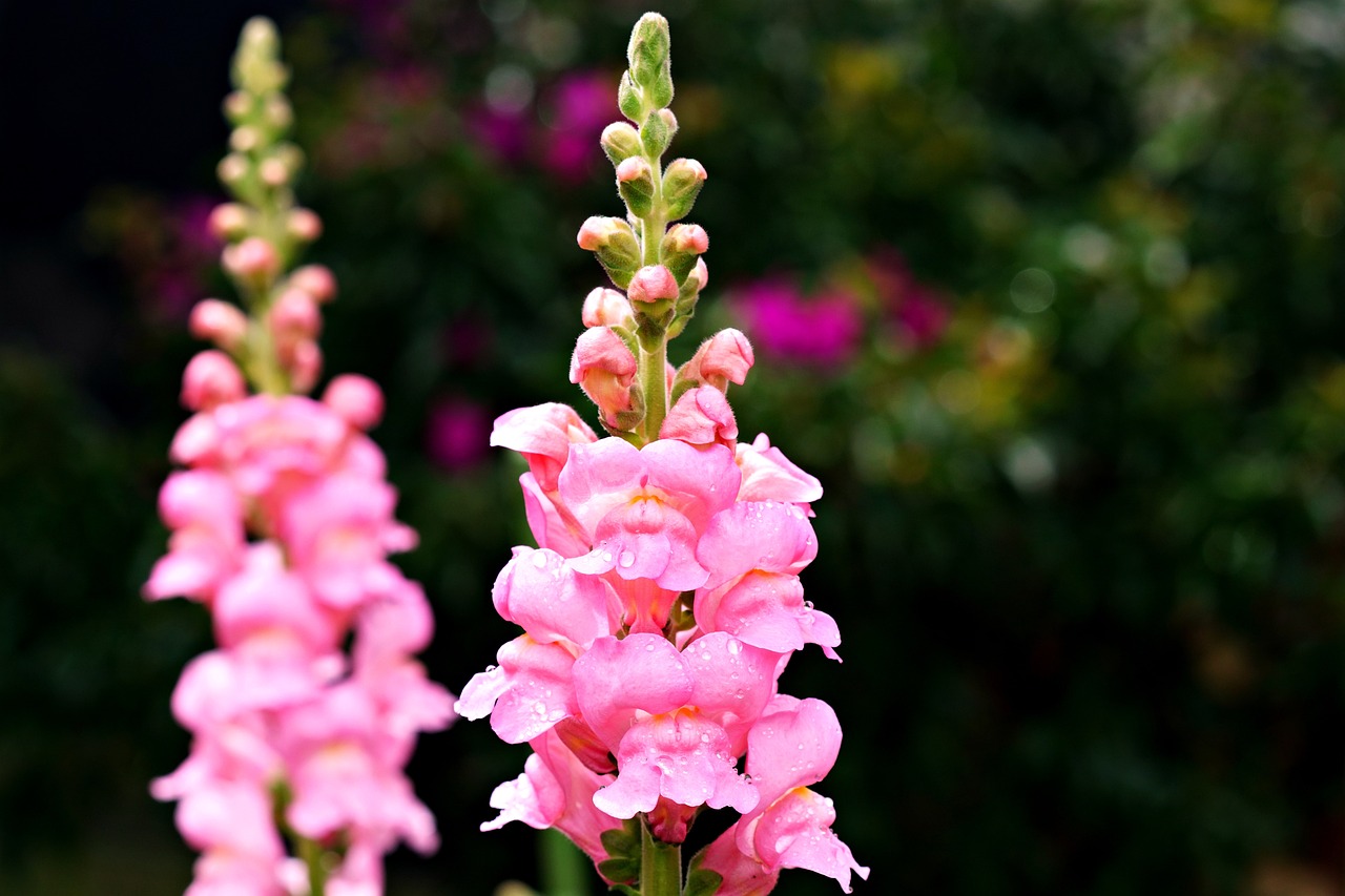 close up of pink snapdragon flowers