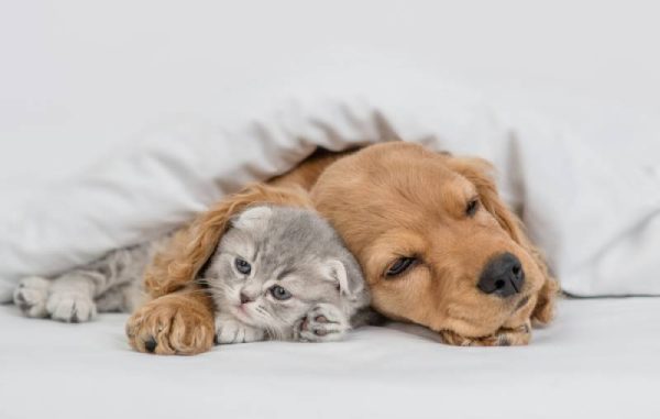 cocker spaniel with cat under sheets