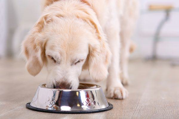 cream dog eating from the bowl