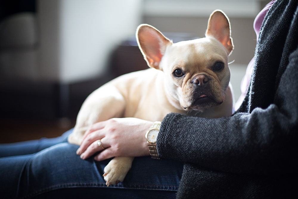 cream french bulldog on person's lap