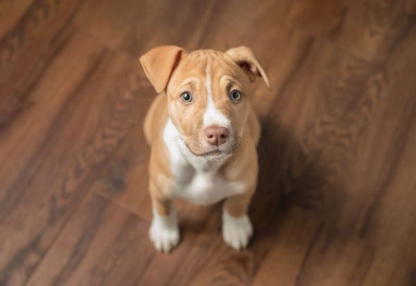 pitbull boxer mix puppy sitting and looking up at camera