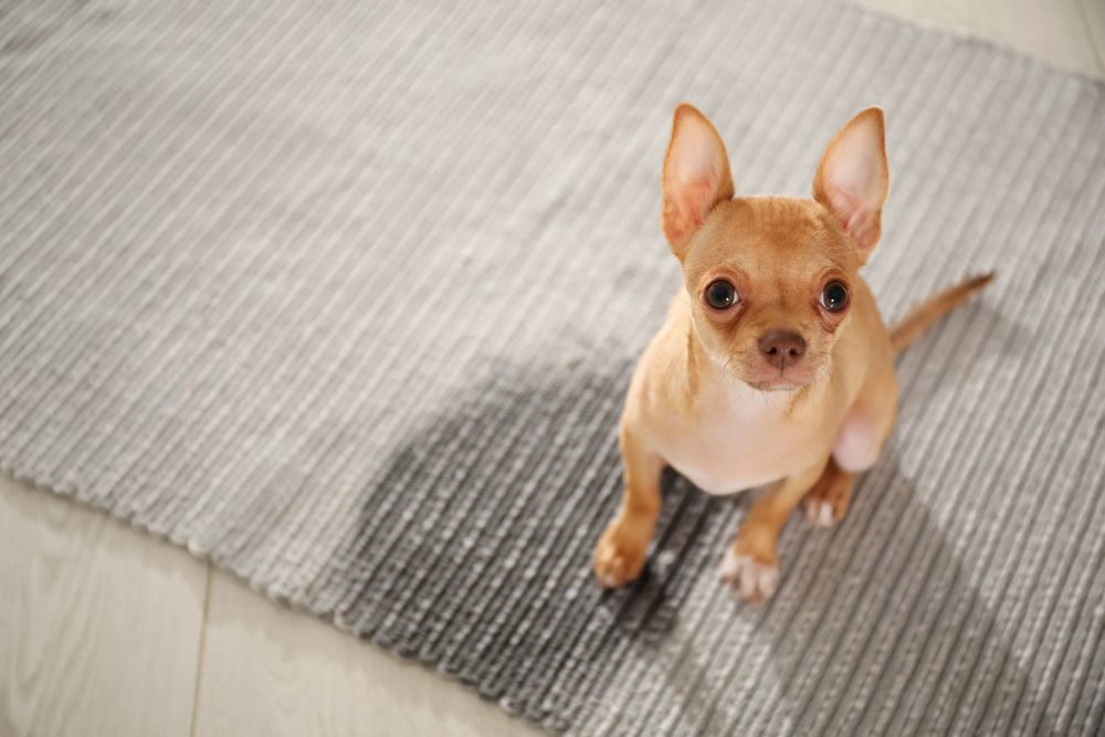 Cute,Chihuahua,Puppy,Near,Wet,Spot,On,Rug,Indoors,,Above