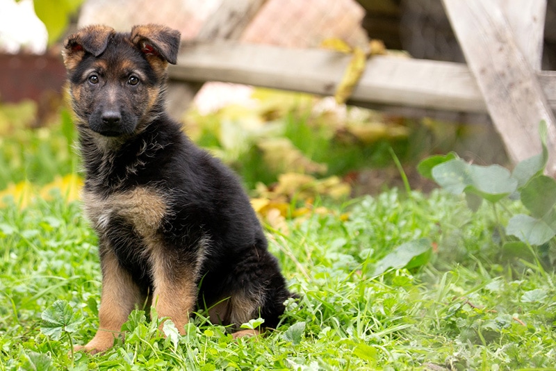 Cute german shepherd puppy playing in the garden