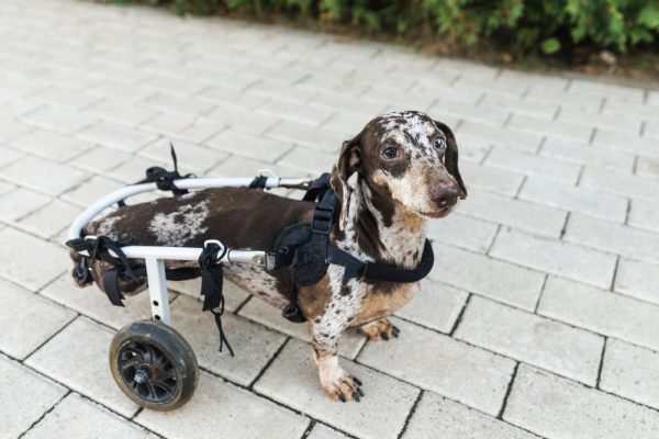 dachshund dog in wheel chair on walkway