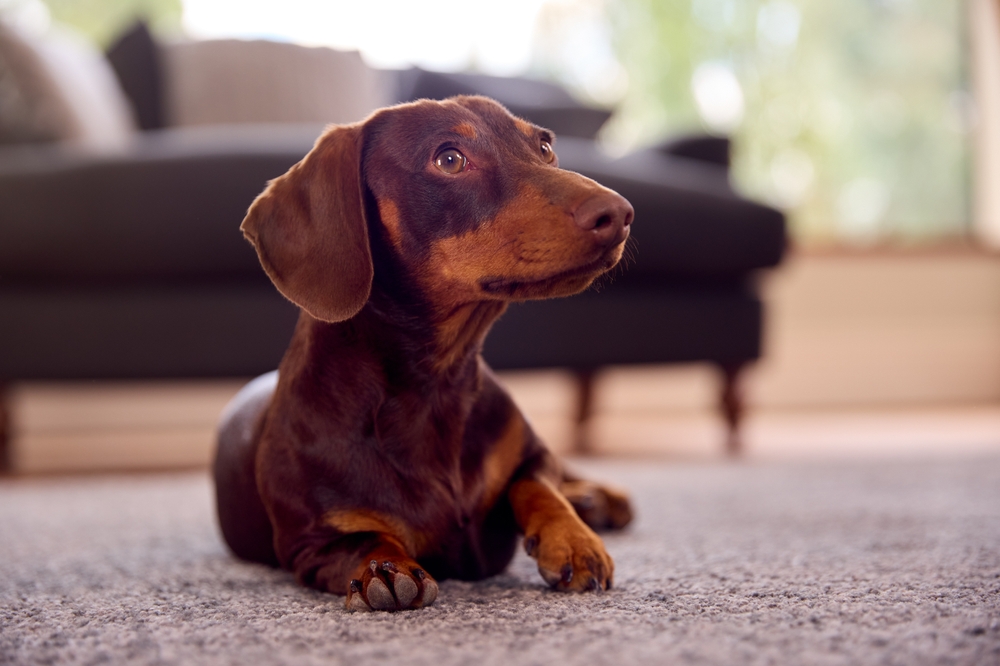 dachshund dog lying in the living room