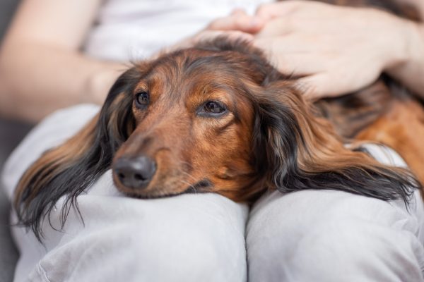 dachshund dog lying on owner's lap looking sick