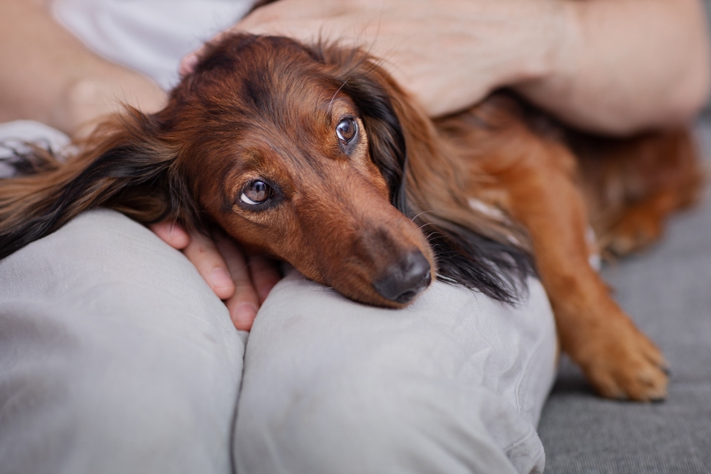 dachshund dog sick owner