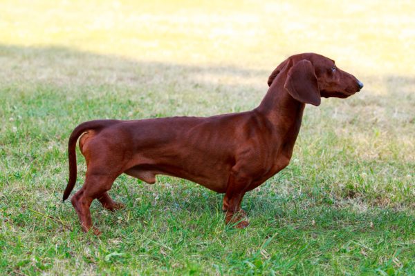 dachshund dog standing on grass