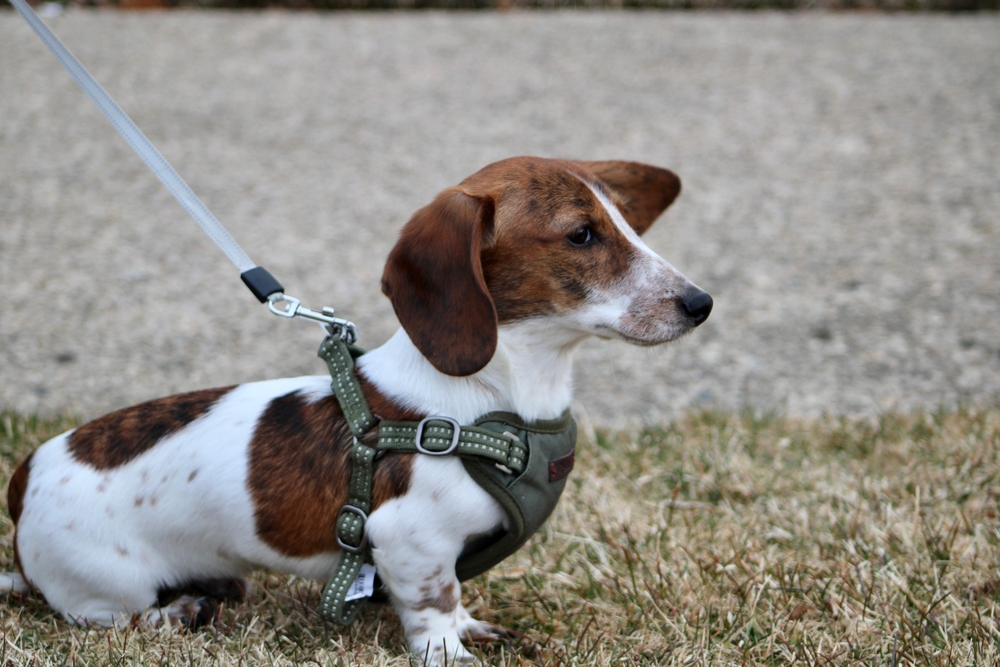 Dachshund puppy in a harness