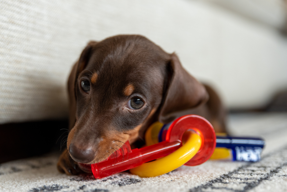 Dachshund puppy with a chew toy