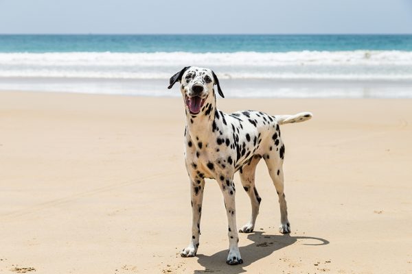 dalmatian dog at the beach