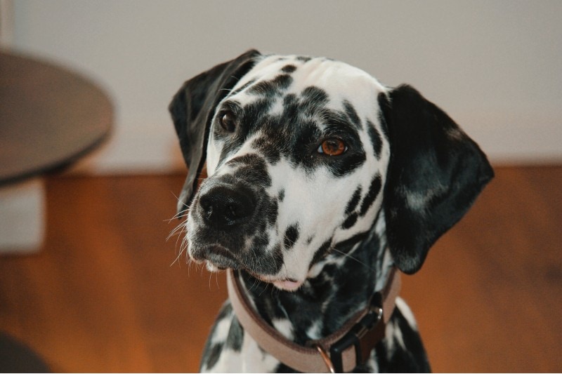 dalmatian head shot