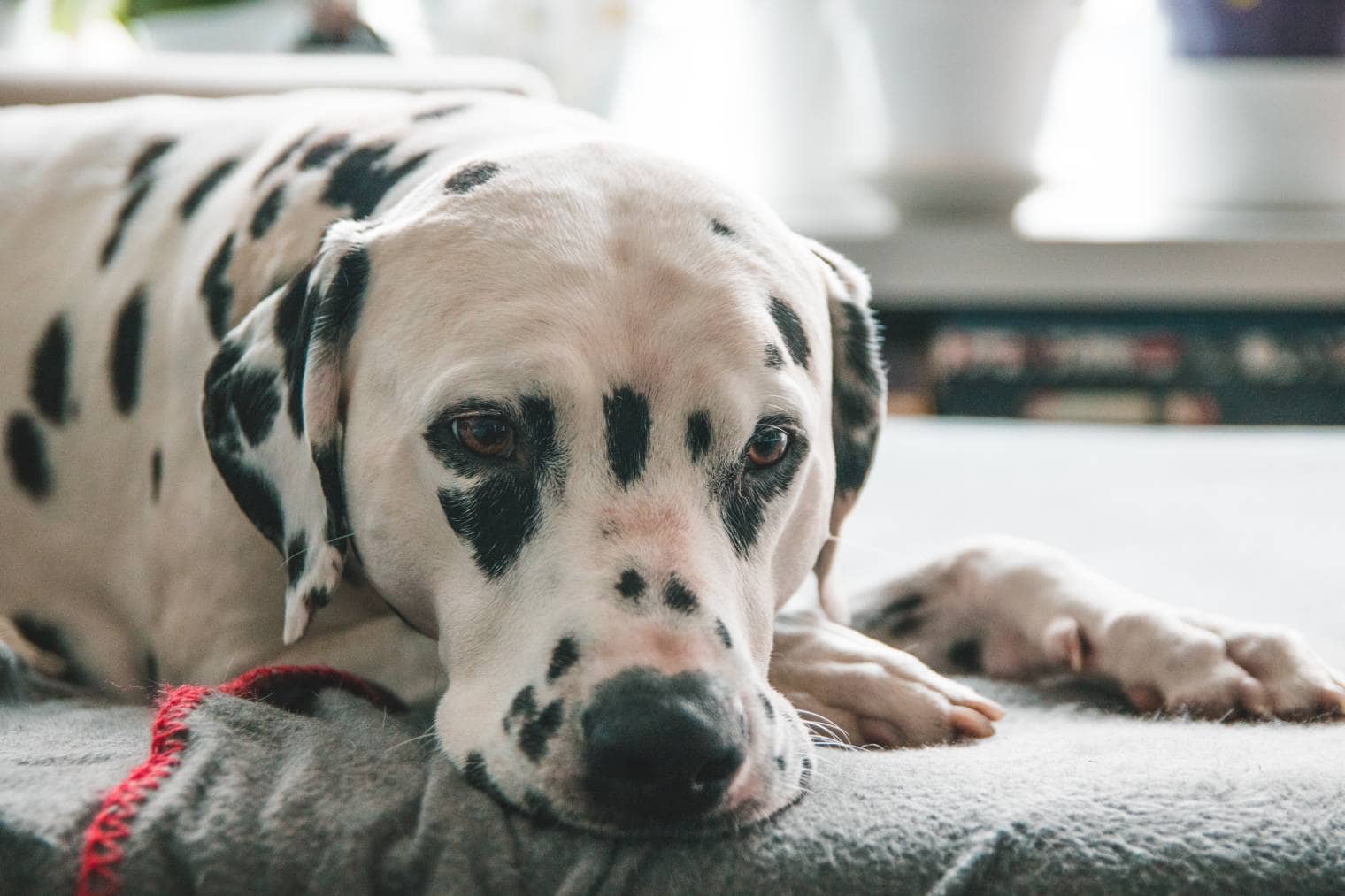 Dalmatian Sick