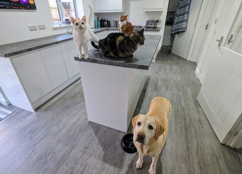 Despite their differences, they all gravitate towards the kitchen.