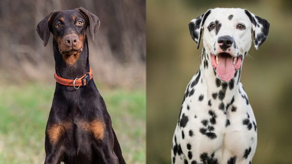 Doberman Dalmatian Mix