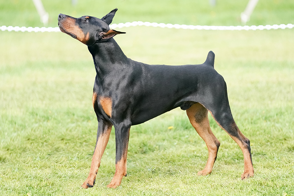 Doberman pinscher dog with tail docked