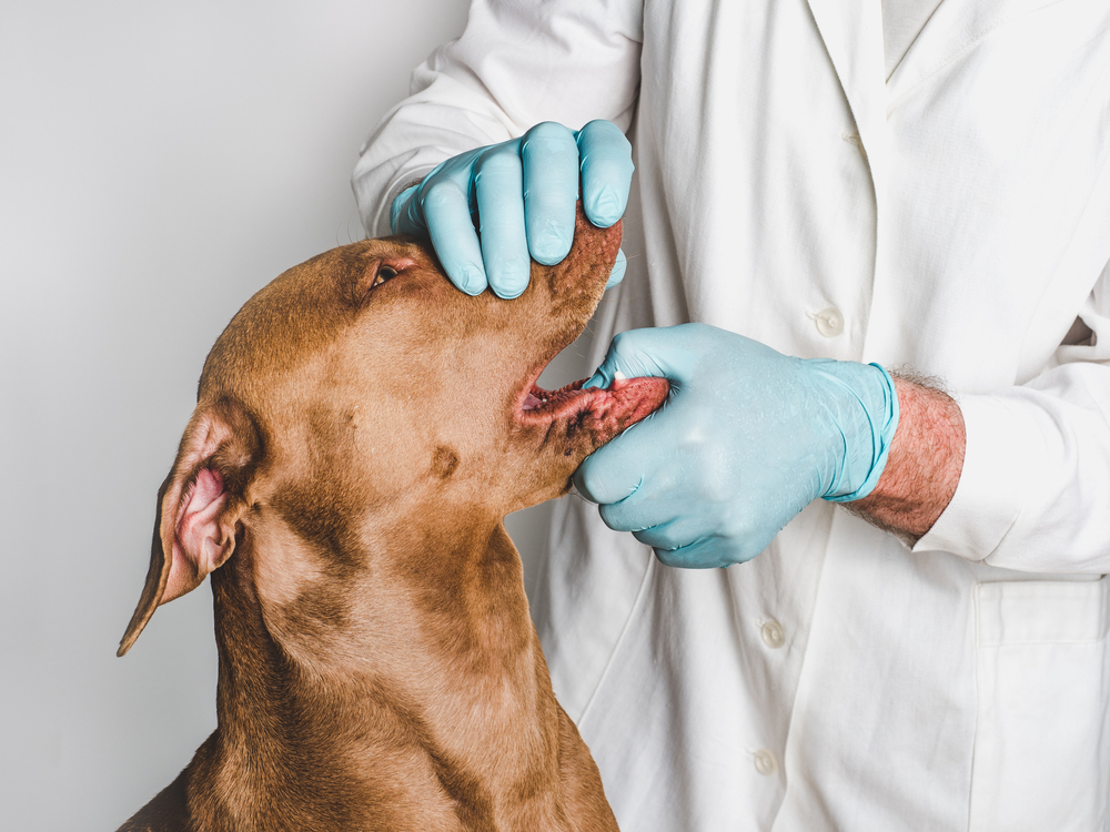 doctor checking pit bulls teeth