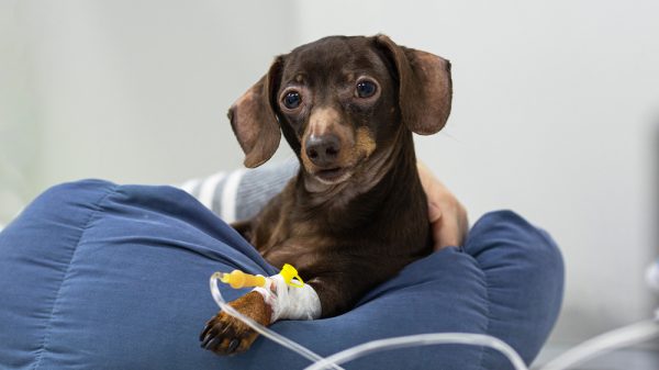 dog anesthesia lying and drip on the bed