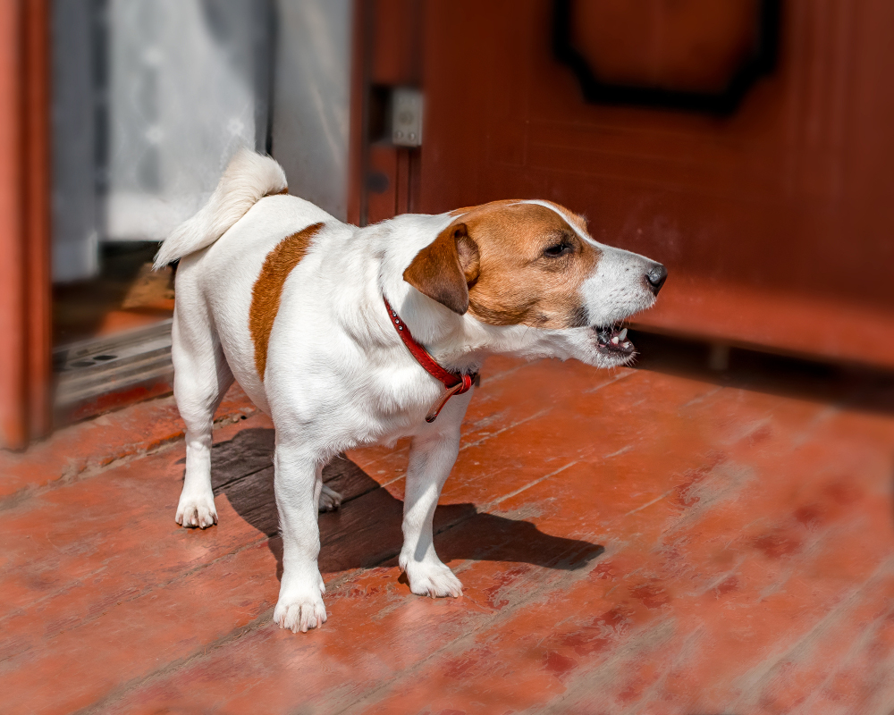 dog barking outdoor