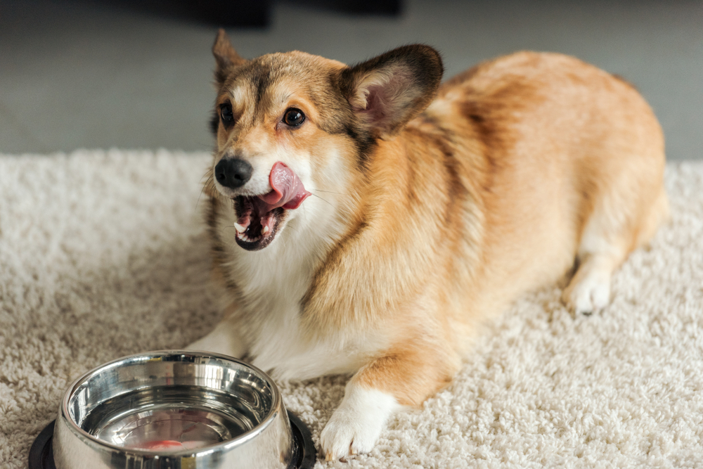 dog drinking water on a carpet