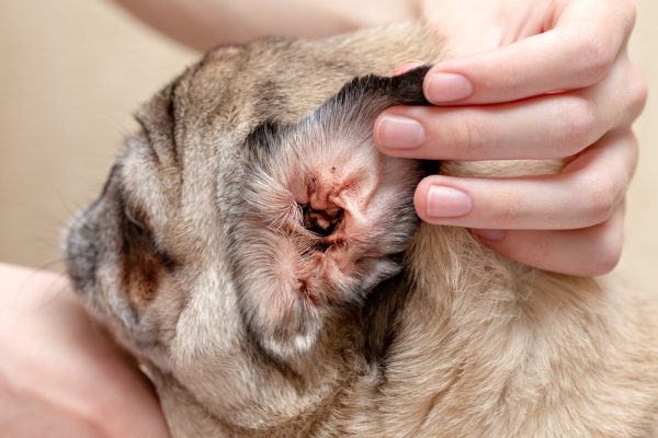 Dog ear infected by ear mites