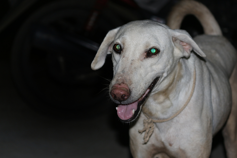 Dog eyes glow in the dark